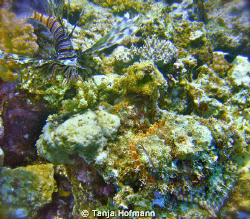 Lion fish and scorpion fish together at Equinox Reef, Mar... by Tanja Hofmann 